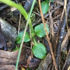 Pterostylis nutans at Downer, ACT - 13 Aug 2021