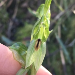 Bunochilus umbrinus (ACT) = Pterostylis umbrina (NSW) at suppressed - suppressed