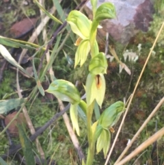 Bunochilus umbrinus (ACT) = Pterostylis umbrina (NSW) at suppressed - suppressed