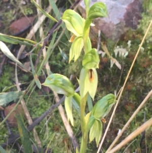 Bunochilus umbrinus (ACT) = Pterostylis umbrina (NSW) at suppressed - suppressed