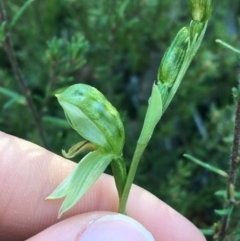 Bunochilus umbrinus (ACT) = Pterostylis umbrina (NSW) at suppressed - suppressed