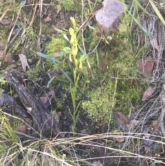 Bunochilus umbrinus (ACT) = Pterostylis umbrina (NSW) at suppressed - suppressed