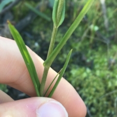 Bunochilus umbrinus (ACT) = Pterostylis umbrina (NSW) at suppressed - suppressed