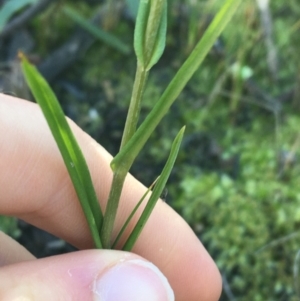 Bunochilus umbrinus (ACT) = Pterostylis umbrina (NSW) at suppressed - suppressed