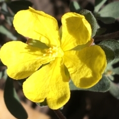 Hibbertia obtusifolia (Grey Guinea-flower) at Acton, ACT - 13 Aug 2021 by Ned_Johnston