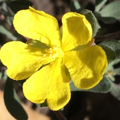 Hibbertia obtusifolia (Grey Guinea-flower) at ANBG - 13 Aug 2021 by Ned_Johnston