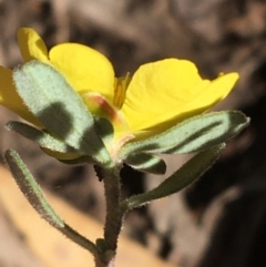 Hibbertia obtusifolia at Acton, ACT - 13 Aug 2021