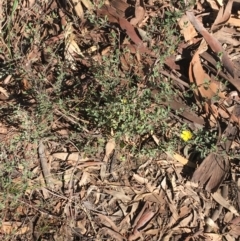 Hibbertia obtusifolia at Acton, ACT - 13 Aug 2021