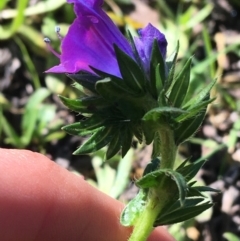 Echium plantagineum at Acton, ACT - 13 Aug 2021 12:50 PM