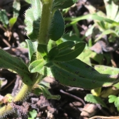 Echium plantagineum at Acton, ACT - 13 Aug 2021
