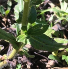 Echium plantagineum at Acton, ACT - 13 Aug 2021 12:50 PM