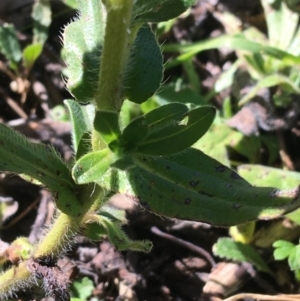 Echium plantagineum at Acton, ACT - 13 Aug 2021 12:50 PM