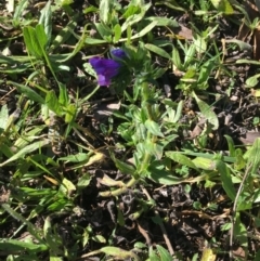 Echium plantagineum at Acton, ACT - 13 Aug 2021