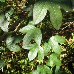 Passiflora cinnabarina at Acton, ACT - 12 Aug 2021