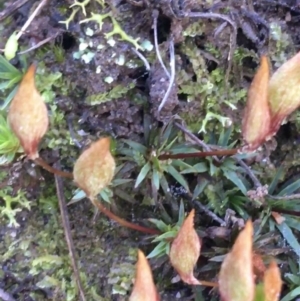 Polytrichaceae sp. (family) at Downer, ACT - 13 Aug 2021