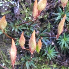 Polytrichaceae sp. (family) at Downer, ACT - 13 Aug 2021 12:45 PM