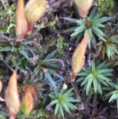 Polytrichaceae sp. (family) at Downer, ACT - 13 Aug 2021