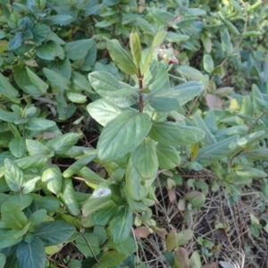 Lonicera japonica at Acton, ACT - 12 Aug 2021