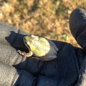 Litoria verreauxii verreauxii at Mitchell, ACT - 12 Aug 2021 07:39 AM