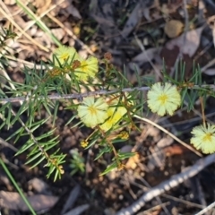 Acacia ulicifolia (Prickly Moses) at Cook, ACT - 12 Aug 2021 by drakes