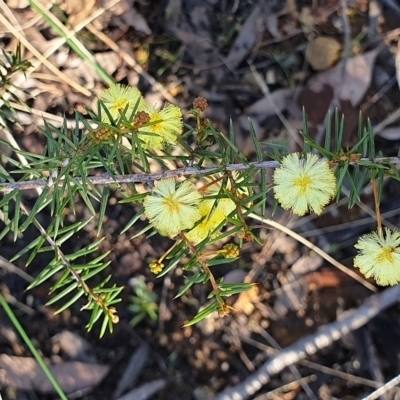 Acacia ulicifolia (Prickly Moses) at Mount Painter - 12 Aug 2021 by drakes