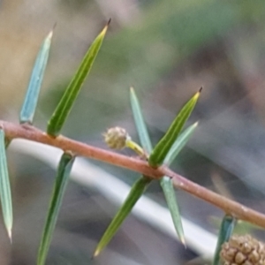 Acacia ulicifolia at Cook, ACT - 12 Aug 2021