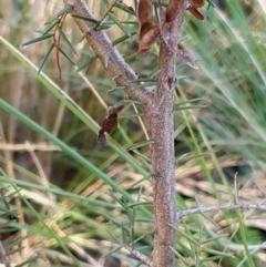 Acacia ulicifolia at Cook, ACT - 12 Aug 2021