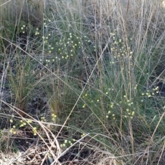 Acacia ulicifolia at Cook, ACT - 12 Aug 2021