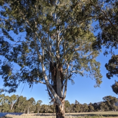 Eucalyptus viminalis (Ribbon Gum) at Kambah, ACT - 13 Aug 2021 by HelenCross