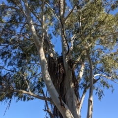 Eucalyptus viminalis at Lions Youth Haven - Westwood Farm A.C.T. - suppressed