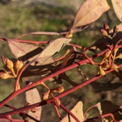 Eucalyptus viminalis at Lions Youth Haven - Westwood Farm A.C.T. - suppressed