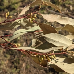 Eucalyptus viminalis at suppressed - 13 Aug 2021