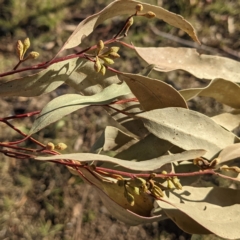 Eucalyptus viminalis at Lions Youth Haven - Westwood Farm A.C.T. - 13 Aug 2021