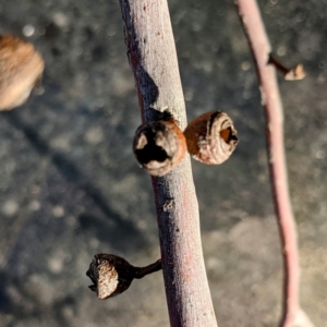 Eucalyptus viminalis at Lions Youth Haven - Westwood Farm A.C.T. - suppressed