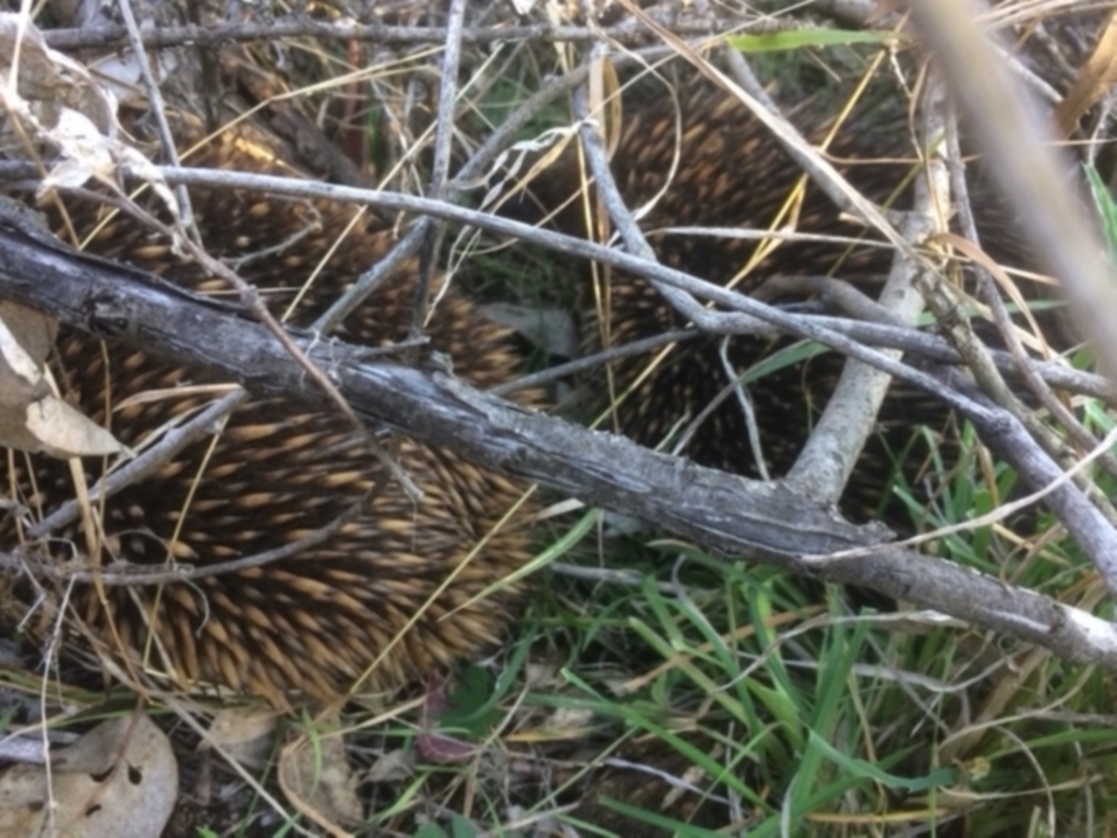 Tachyglossus aculeatus at Deakin, ACT - 13 Aug 2021