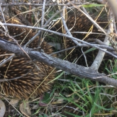 Tachyglossus aculeatus (Short-beaked Echidna) at Deakin, ACT - 13 Aug 2021 by KL