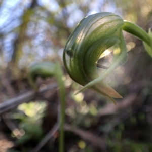 Pterostylis nutans at Holt, ACT - suppressed