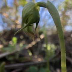 Pterostylis nutans at Holt, ACT - suppressed