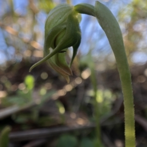 Pterostylis nutans at Holt, ACT - suppressed