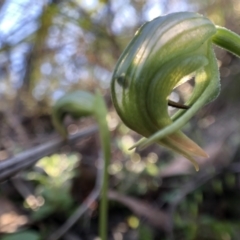 Pterostylis nutans at Holt, ACT - suppressed