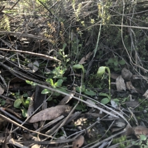 Pterostylis nutans at Holt, ACT - suppressed