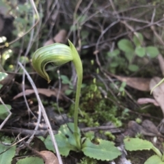 Pterostylis nutans at Holt, ACT - suppressed