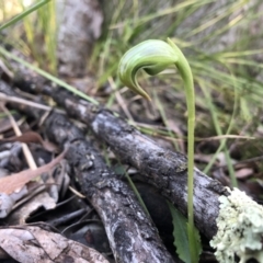 Pterostylis nutans (Nodding Greenhood) at Aranda Bushland - 13 Aug 2021 by JasonC