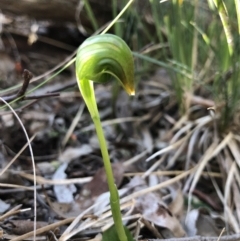 Pterostylis nutans (Nodding Greenhood) at Aranda Bushland - 13 Aug 2021 by JasonC