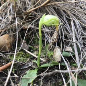 Pterostylis nutans at Holt, ACT - 13 Aug 2021
