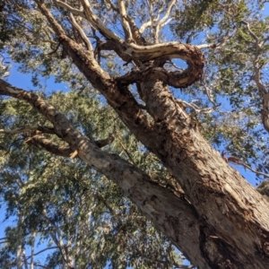 Eucalyptus melliodora at Kambah, ACT - 13 Aug 2021