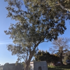 Eucalyptus melliodora at Lions Youth Haven - Westwood Farm A.C.T. - suppressed