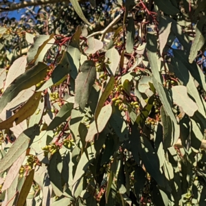 Eucalyptus melliodora at Kambah, ACT - 13 Aug 2021