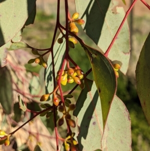 Eucalyptus melliodora at Lions Youth Haven - Westwood Farm A.C.T. - suppressed