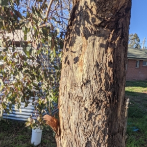 Eucalyptus melliodora at Lions Youth Haven - Westwood Farm A.C.T. - suppressed